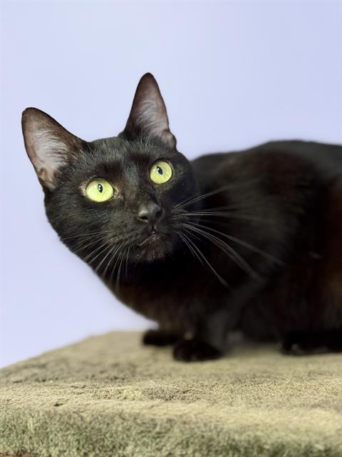 SOLARA, an adoptable Domestic Short Hair in Fort Walton Beach, FL