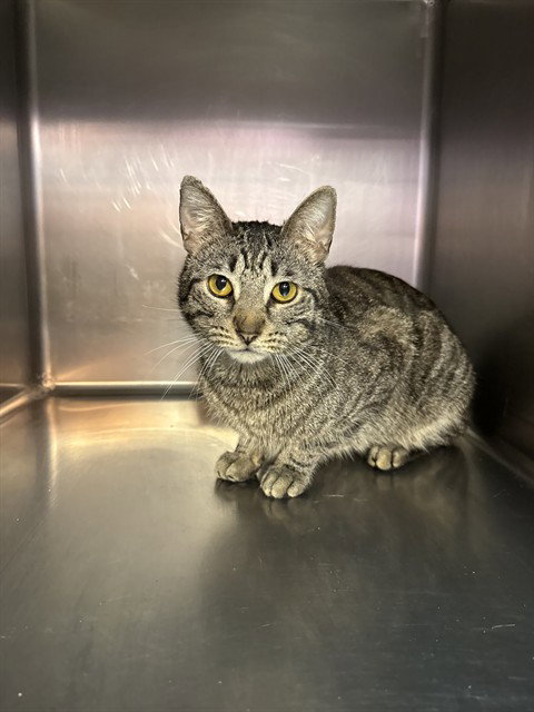 picture of the cat needing adoption