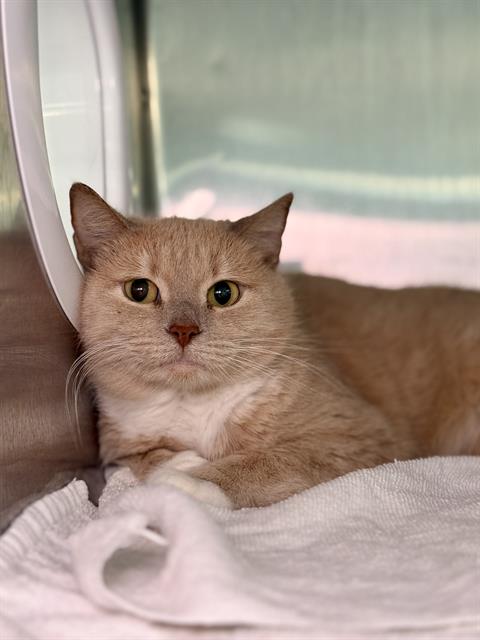 CALLIOPE, an adoptable Domestic Short Hair in Fort Walton Beach, FL