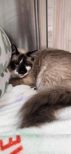 LATTE, an adoptable Snowshoe in Fort Walton Beach, FL