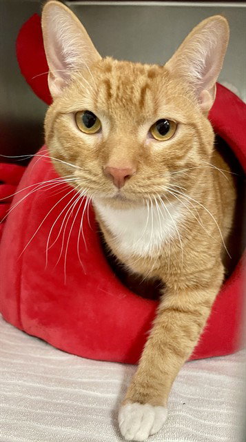 BUDDY, an adoptable Domestic Short Hair in Fort Walton Beach, FL
