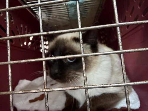 TOOTSIE, an adoptable Domestic Short Hair in Fort Walton Beach, FL