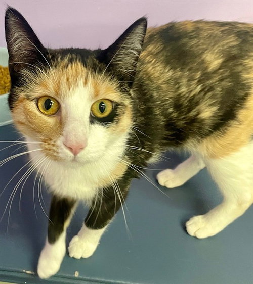 SASQUASH, an adoptable Domestic Short Hair in Fort Walton Beach, FL
