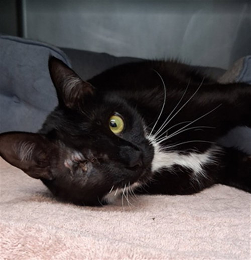 picture of the cat needing adoption