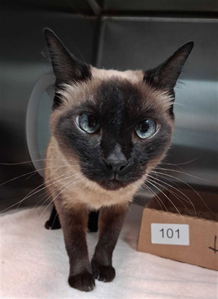 picture of the cat needing adoption