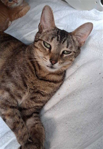picture of the cat needing adoption