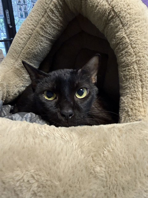 picture of the cat needing adoption