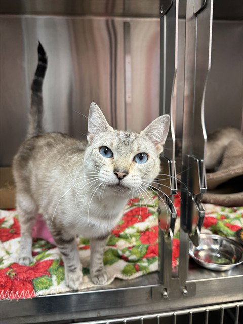 picture of the cat needing adoption