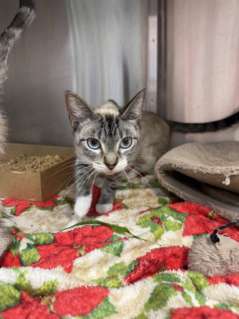 picture of the cat needing adoption