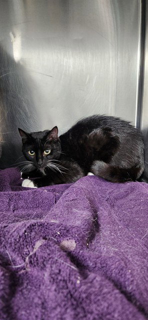 picture of the cat needing adoption