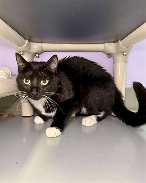 AVELINE, Young Domestic Short Hair (medium coat), cat for adoption in Fort Walton Beach, Florida