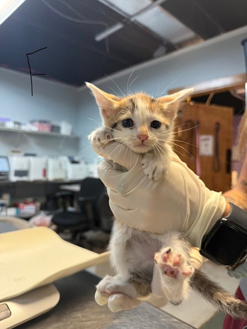 ATHENA, an adoptable Domestic Short Hair in Fort Walton Beach, FL