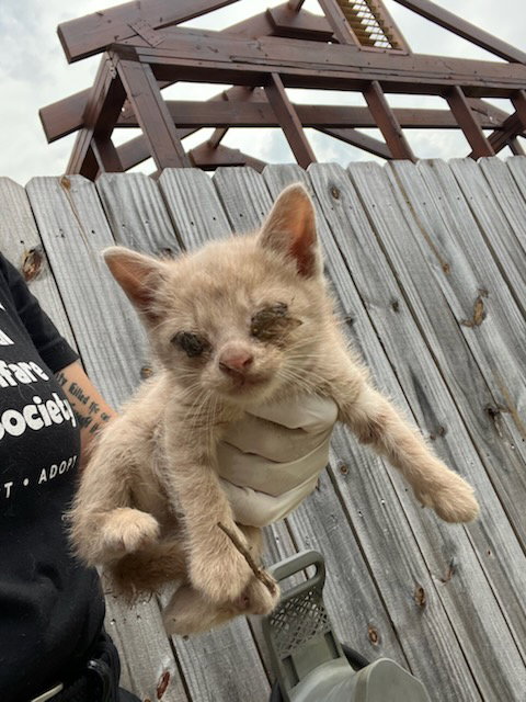 CHEDDAR WIGGLES
