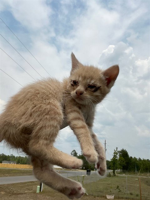 HONEY BISCUIT