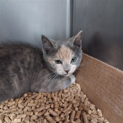 CINDERELLA, Baby Domestic Short Hair (medium coat), cat for adoption in Fort Walton Beach, Florida