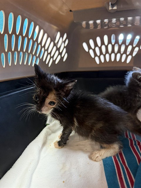 MERIDA, an adoptable Domestic Short Hair in Fort Walton Beach, FL