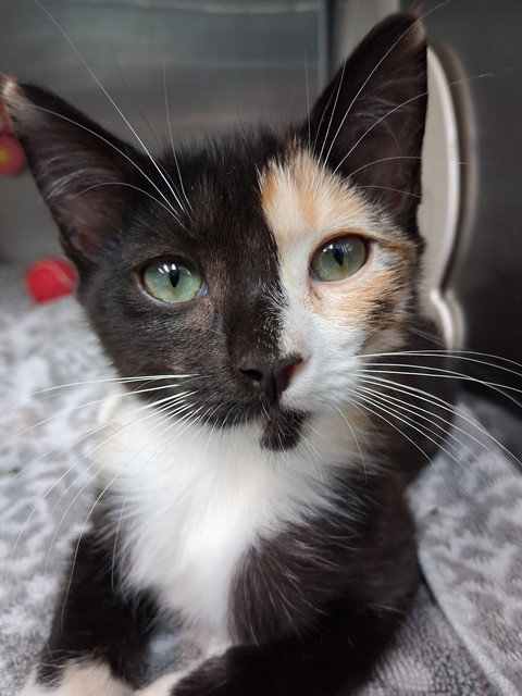 MERIDA, Baby Domestic Short Hair (medium coat), cat for adoption in Fort Walton Beach, Florida