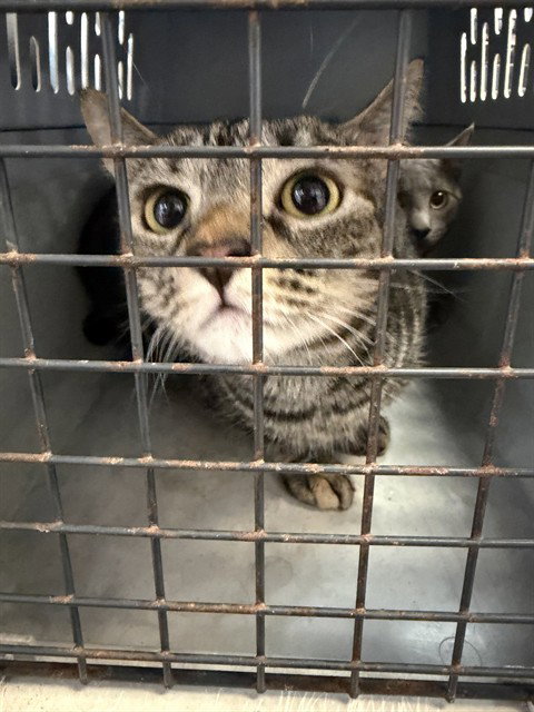 MISS JELLYBEAN CHAOS, an adoptable Domestic Short Hair in Fort Walton Beach, FL