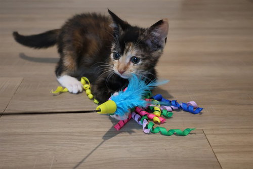 MISS WAFFLE MISCHIEF