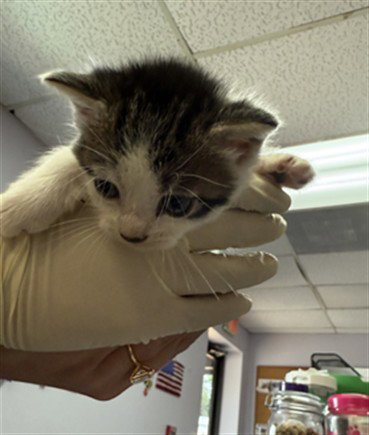 MARLIN, an adoptable Domestic Short Hair in Fort Walton Beach, FL