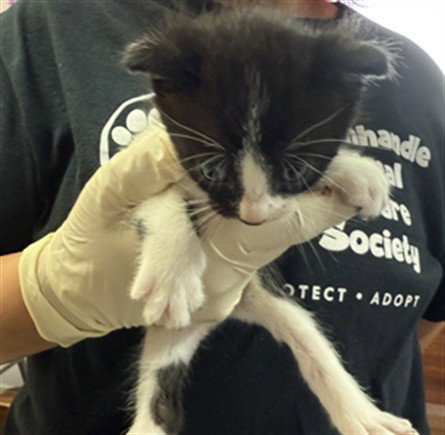 MAKO, an adoptable Domestic Short Hair in Fort Walton Beach, FL