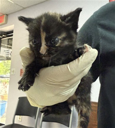 SAILOR, an adoptable Domestic Short Hair in Fort Walton Beach, FL