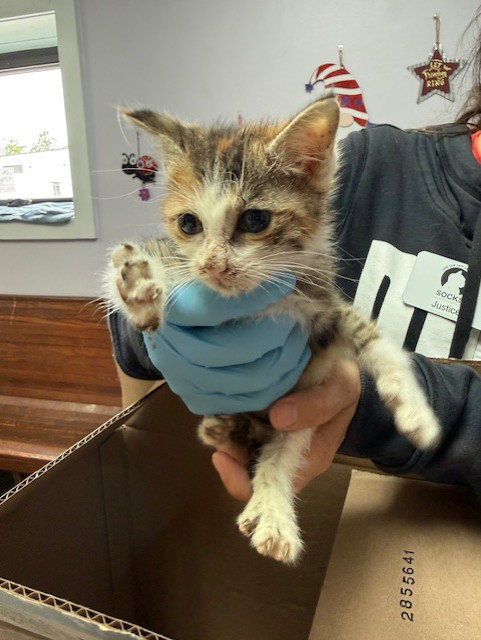 MOSS, an adoptable Domestic Short Hair in Fort Walton Beach, FL