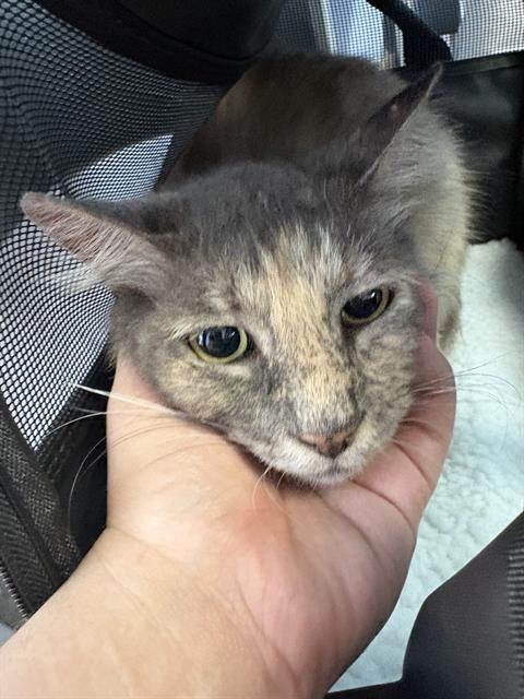 PICKLES, an adoptable Domestic Medium Hair in Fort Walton Beach, FL