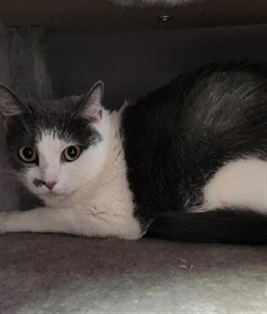 Porkchop - Domestic Short Hair