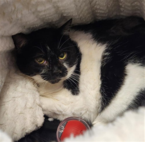 GYPSY, an adoptable Domestic Short Hair in Fort Walton Beach, FL