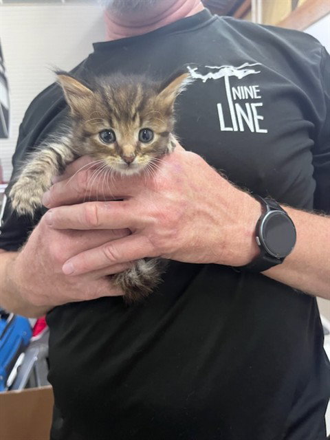 MUIR, an adoptable Domestic Medium Hair in Fort Walton Beach, FL