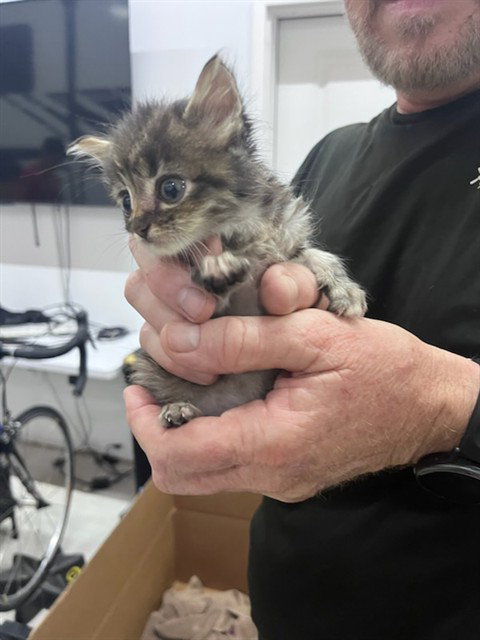 AGOTT, an adoptable Domestic Medium Hair in Fort Walton Beach, FL