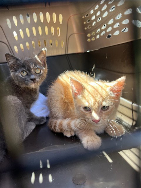 THE WIZARD, an adoptable Domestic Short Hair in Fort Walton Beach, FL