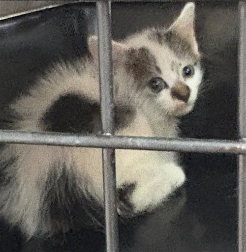 PESTO CHICKEN, an adoptable Domestic Short Hair in Fort Walton Beach, FL