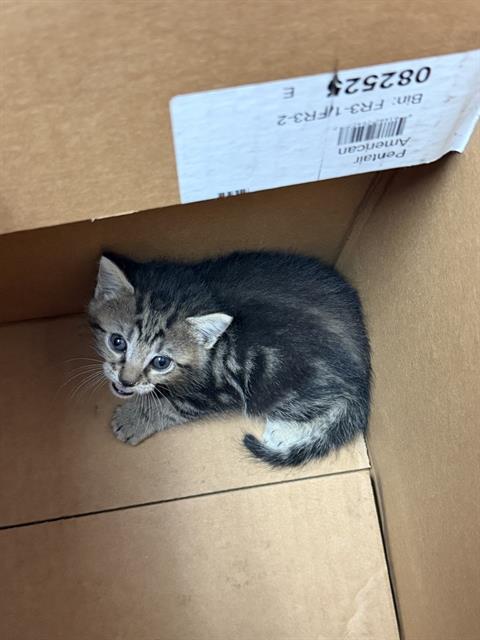 GETO, an adoptable Domestic Medium Hair in Fort Walton Beach, FL
