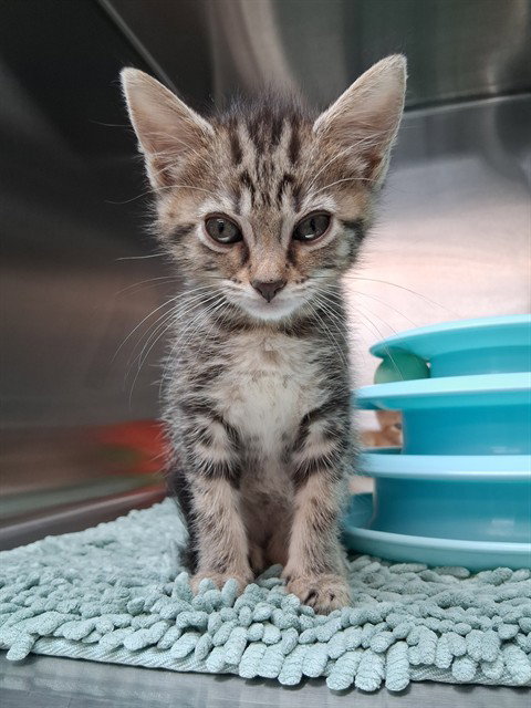 GETO, an adoptable Domestic Medium Hair in Fort Walton Beach, FL