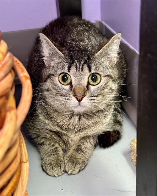 MISSY MOO, an adoptable Domestic Medium Hair in Fort Walton Beach, FL