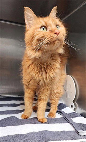KUGISAKI, an adoptable Domestic Short Hair in Fort Walton Beach, FL
