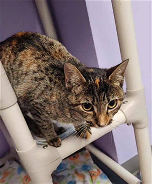 MAKI, an adoptable Domestic Short Hair in Fort Walton Beach, FL