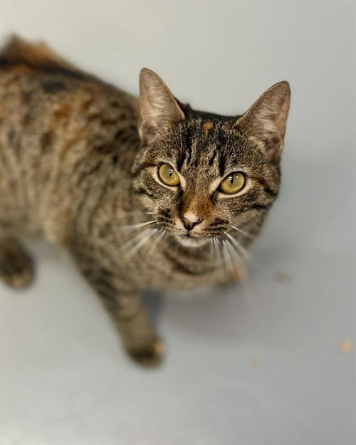 MAKI, Young Domestic Short Hair (medium coat), cat for adoption in Fort Walton Beach, Florida