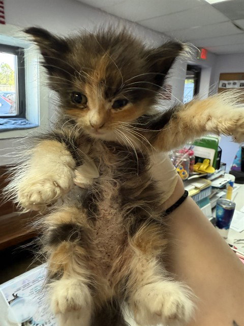 PHOENIX, an adoptable Domestic Medium Hair in Fort Walton Beach, FL