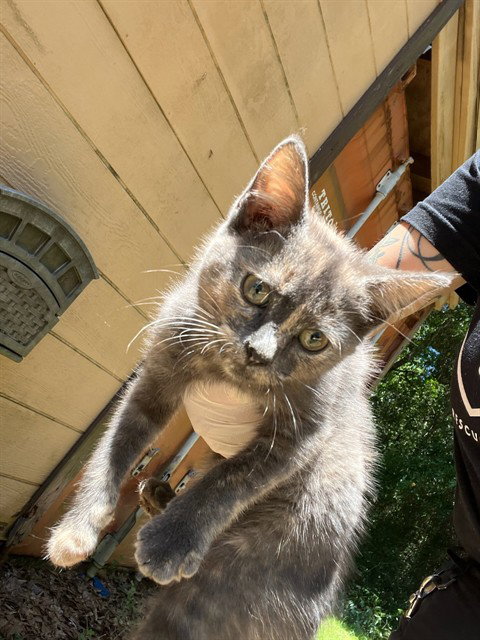 MIASAMA, an adoptable Domestic Short Hair in Fort Walton Beach, FL