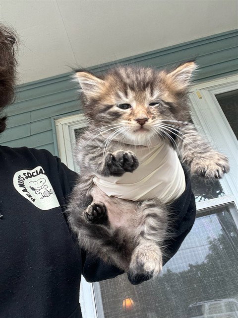 FIGARO