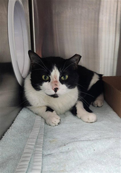QIFREY, Adult Domestic Short Hair (medium coat), cat for adoption in Fort Walton Beach, Florida