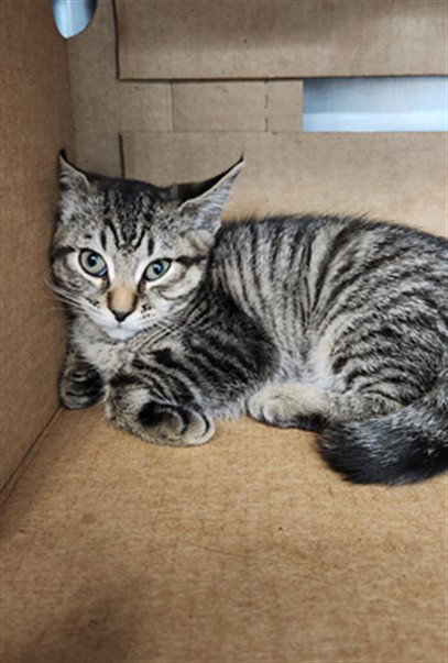 PIPE CLEANER, Baby Domestic Short Hair (medium coat), cat for adoption in Fort Walton Beach, Florida