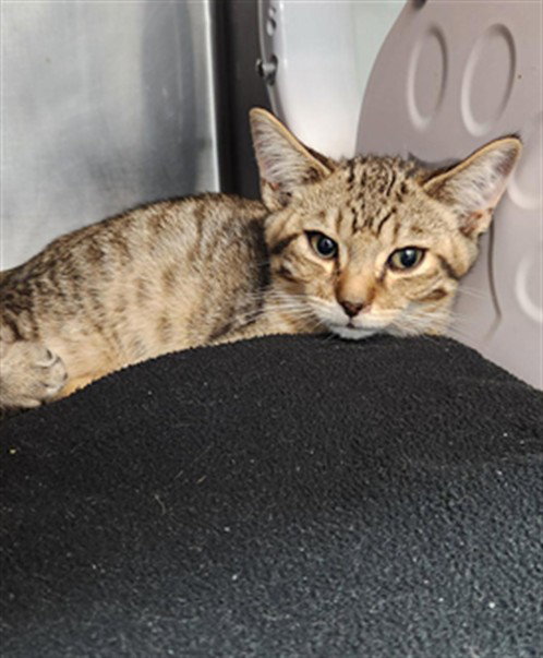 PAPER CLIP, Baby Domestic Short Hair (medium coat), cat for adoption in Fort Walton Beach, Florida
