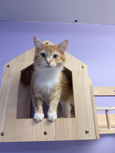 LOLLIPOP, Young Domestic Medium Hair (medium coat), cat for adoption in Fort Walton Beach, Florida