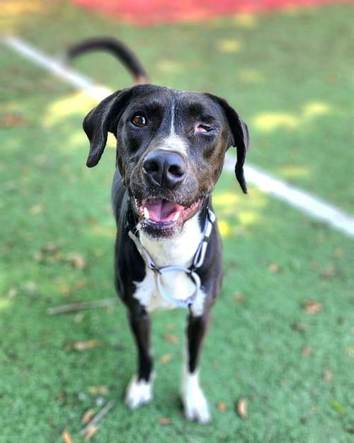 RAMSEY, an adoptable Pointer in Fort Walton Beach, FL