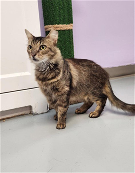 TOGA, Adult Domestic Medium Hair (medium coat), cat for adoption in Fort Walton Beach, Florida