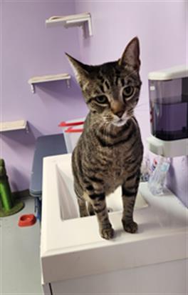GOMEZ, Senior Domestic Short Hair (medium coat), cat for adoption in Fort Walton Beach, Florida
